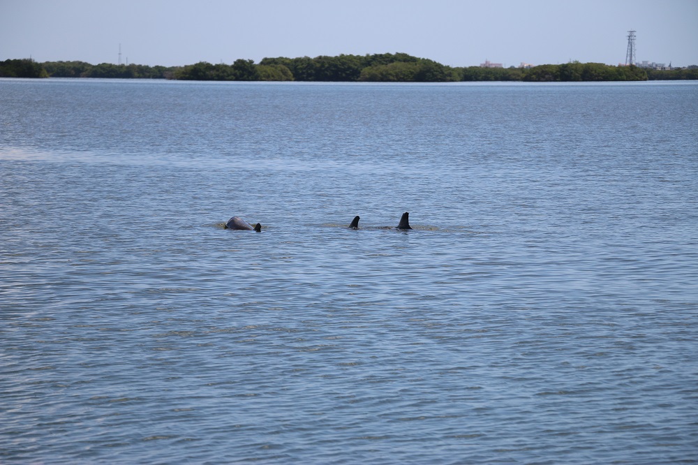 cocoa beach boat tour, cocoa beach boat cruise, dolphins at cocoa beach, cocoa beach with kids