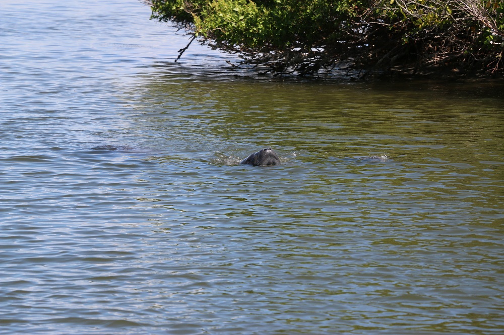 manatee tour, island boat lines, boat tour cocoa beach, cocoa beach with kids